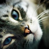 Torrent (@scorchwarrior_) 's Twitter Profile