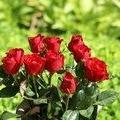 بشرى البلوي (@11bc57ab636640f) Twitter