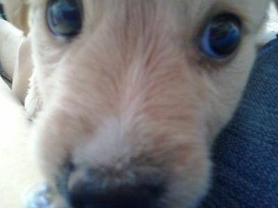 I am a Dog, And my life is Easy!. Also I'm part of the R5Family. I'm in love with Rydel.