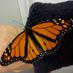 Save The Monarchs! (@forthemonarchs) Twitter profile photo Save The Monarchs! (@forthemonarchs) Twitter profile photo