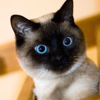 nonaaqel's profile picture. 