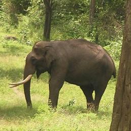 Nonprofit wildlife sanctuary (WLS) trust in southern India | UN biodiversity hotspot of 300+ acres | 26 years of conservation, rescue, and rehabilitation