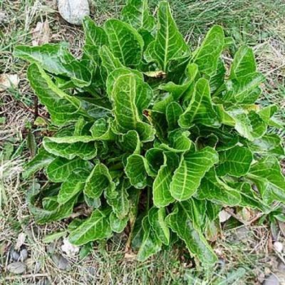 Investigating the use of halophytes as carbon sinks