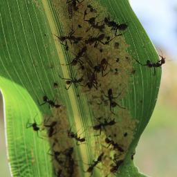 Tweeting about and around African insects