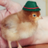 German Chick