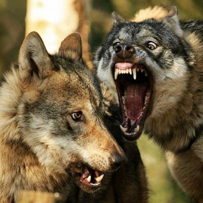 Il cane: vive, non per prendere o per lasciare, ma per rendere ogni giorno un po' migliore, insegnandomi la semplicità di vivere&amare.