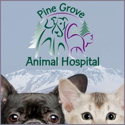 We are a full service companion animal hospital. It is our commitment to you to provide quality veterinary care throughout the life of your pet.