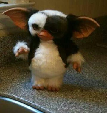 Gizmo_Of_Chaos's profile picture. Meh, if you want to know me... then ask me a question, because I never know what to write in these things!