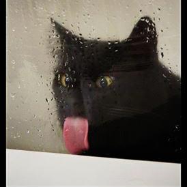 grahamramsay's profile picture. Igitur qui desiderat pacem, praeparet bellum.