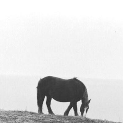 fujii_yutaka's profile picture. 1970年生まれ。 はじめての写真集が、『僕、馬 I am a HORSE』（りいぶる・とふん2013年夏刊行）。 ブログfujiiyutaka scrapbook。オキナワノハナ 、僕のおばあちゃん、上京高円寺、玉島、清音