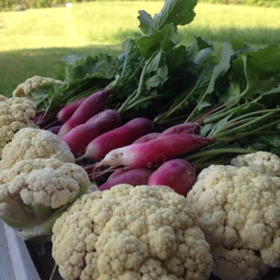 The official Twitter from the http://t.co/7XVVY9Y0LD crew! A 501c3 Non-Profit providing agricultural education & charity harvest donation. #Nashville #organic