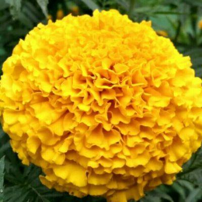 AnkitaDr2011's profile picture. 