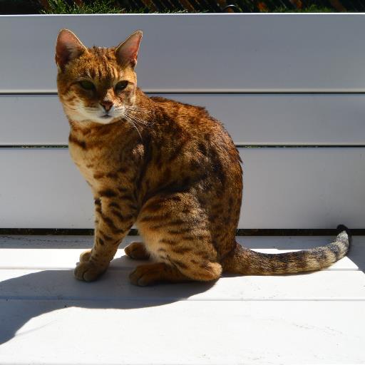 Hi, my name is Maya I'm a Bengal Kitty. I'm 4 years old. I was adopted from the shelter when I was 2. I love my new forever home.