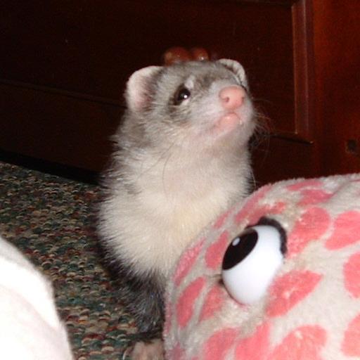Let the ferrets do as they please. Obligate carnivore