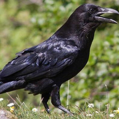 HeraldofWar's profile picture. It may be we shall touch the Happy Isles, And see the great Achilles, whom we knew.