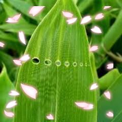 植物さんのプロフィール画像