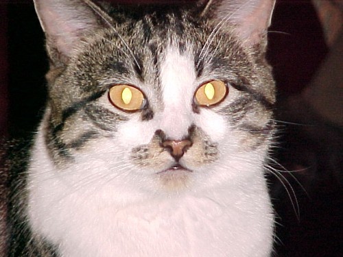 nanceannlvl's profile picture. Dogs, cats, husband. Dacor Cooking Consultant. Knit, bead, quilt, machine embroider.