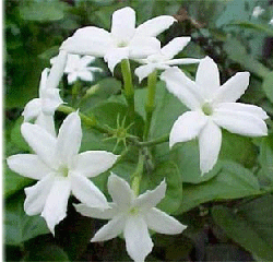 GolYass's profile picture. 