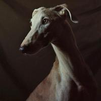 Martin Usborne (@martinusborne) 's Twitter Profile