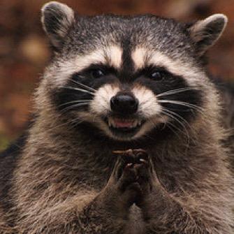 raccoon raccoons vicious eggs emergency quest advice social shadow profile kill armsmaster