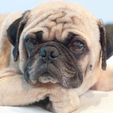 Rescued Pug