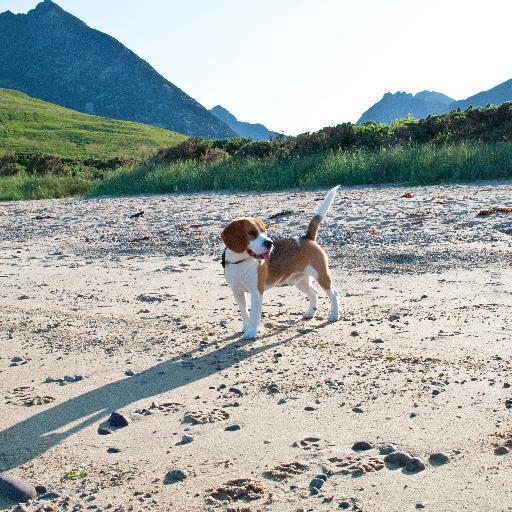 JohanMcleish's profile picture. retired gent, Beagle walking whisky loving Tolkien reading layabout
