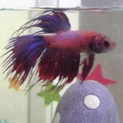 cknemnem's profile picture. こっちはのんびりと。最近は取引垢