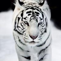 عشق مجنون (@badboy30000) Twitter profile photo