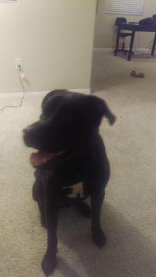 Go to our website http://t.co/RIFQMo6Iky to find the right dog for you. Tell us ur needs we will tell you what dog is for u.