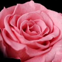 julia rose (@julia15rose) 's Twitter Profile