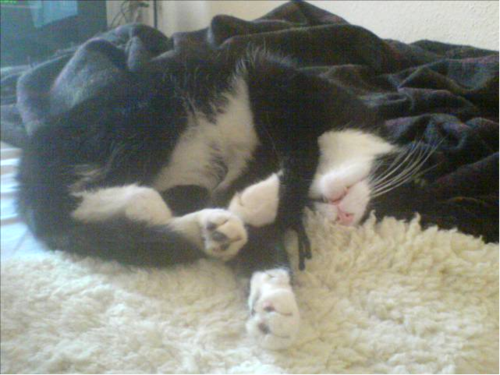 he/him Opinions expressed here are my own. Oh, and #cats