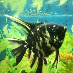 pupsik2025's profile picture. За нашу и вашу СВОБОДУ!