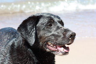MWatson Profile