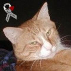 Timmy_Tomcat's profile picture. Cat Extraordinaire!.