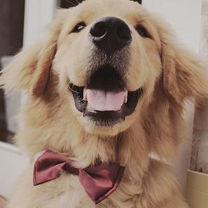 Pictures of the best dressed animals online. We don't own any pictures, just want to share!