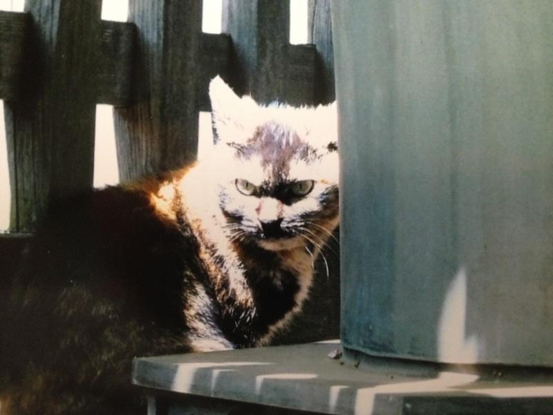 昭和の生まれ。親子で特撮（ウルトラマンが特に好き）とカラ松くんとそのご兄弟と猫らぶ。全く無言の方はどんな方か良くわからないので気がついた時にごめんなさいさせてもらってます…お出かけなかなか出来ないので通販と懸賞が大好きに。