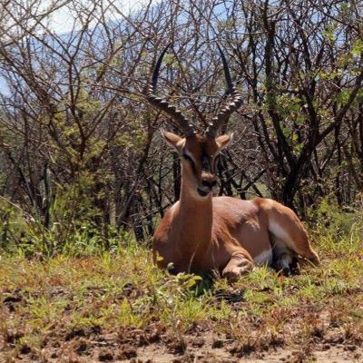 Hunting is a passion. Conservation is a passion. All things hunting in South Africa. Soon to take hunters overseas to make their dream hunt come true!