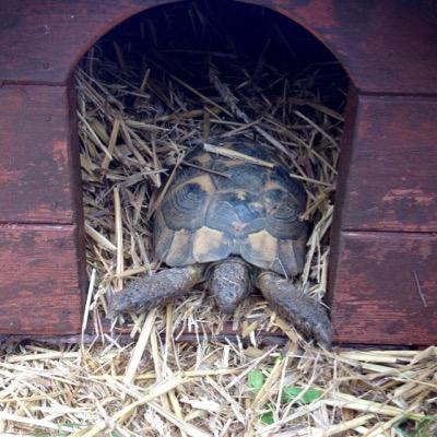 I'm Tarzan king of the garden. I'm approximately 100 years old, follow my crazy adventures and I #retweet things I like. #followme #instagram