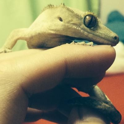 オオホンセイインコのマリリンちゃん(♀)&オオハナインコのピヨきち(♂)と一緒に暮らしてます(∵) VFXアーティスト🥐🥐🥐 趣味:DJ