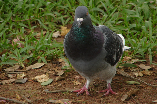 pombarasteira's profile picture. 