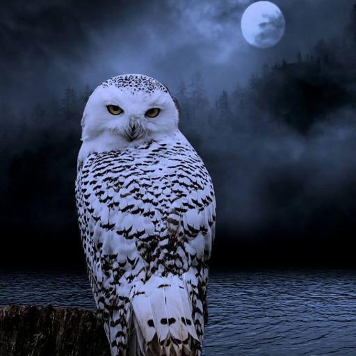 cannapharmcr's profile picture. Licensed Costa Rican Pharmacist, Cannabis Therapist and advocate. Medication Therapy management and counseling services.