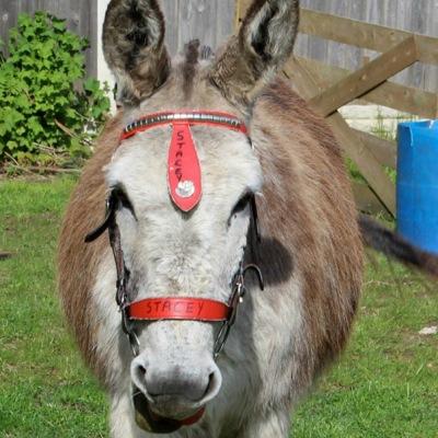 Family run donkey hire business operating across the North West, and further if required. Hire our friendly donkeys for your special event, call 07742656453