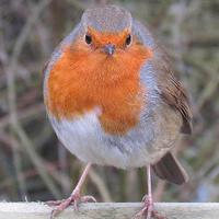 Joe Hayden (@jnphayden) 's Twitter Profile