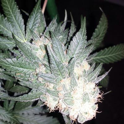 31Provisioning's profile picture. 