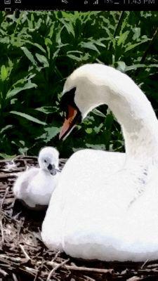 A group dedicated to helping the wildlife on and around Nantwich Lake. Looking for people to join our group and help with some of the projects.