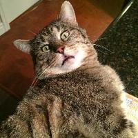 cat.man.russell (@catmanrussell) 's Twitter Profile