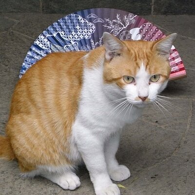 masu_ken's profile image