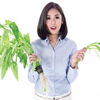 HidroponikIndo's profile picture. Berbagi info tentang #hidroponik, cara menanam hidroponik, tanaman hidroponik, sistem hidroponik, nutrisi hidroponik, bibit sayuran buah & bunga.#hydrophonics