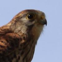 CEH Kestrels (@cehbirdcam) 's Twitter Profile Photo