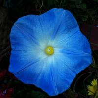 Paula Ward (@paulawa00807044) 's Twitter Profile Photo